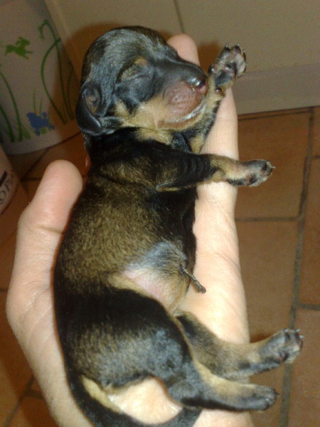 CHIOTS BARBIBULLE