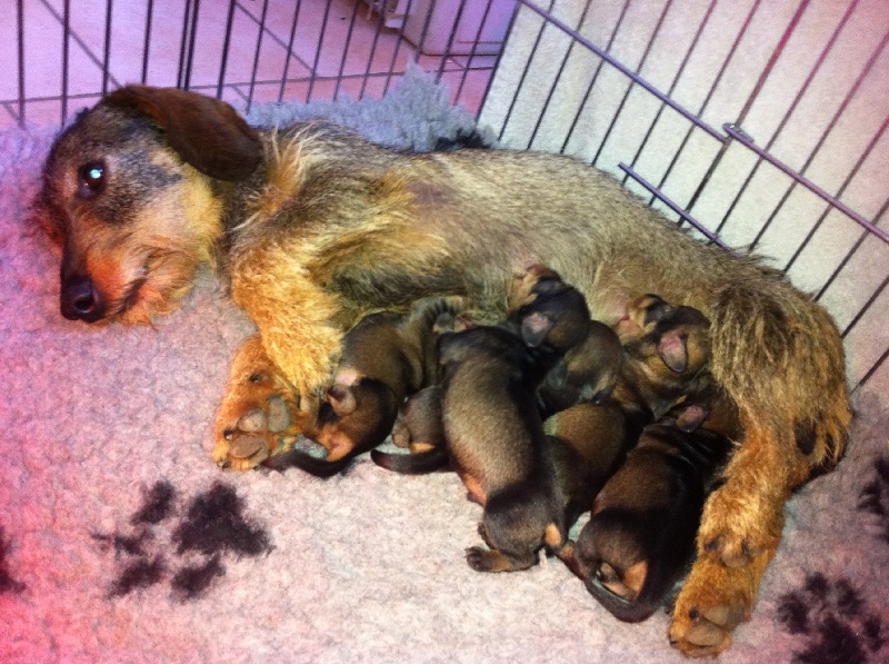 Chiot Teckel poil dur du Domaine de Beaulieu