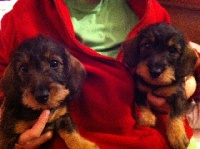 CHIOT